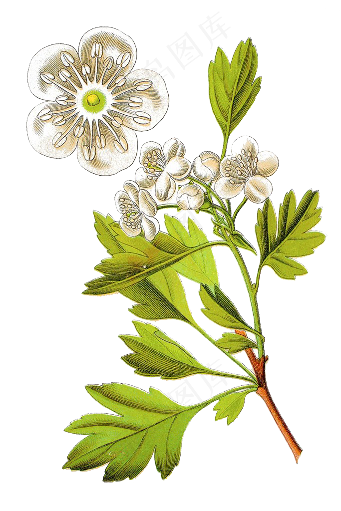 手绘草本中药药材