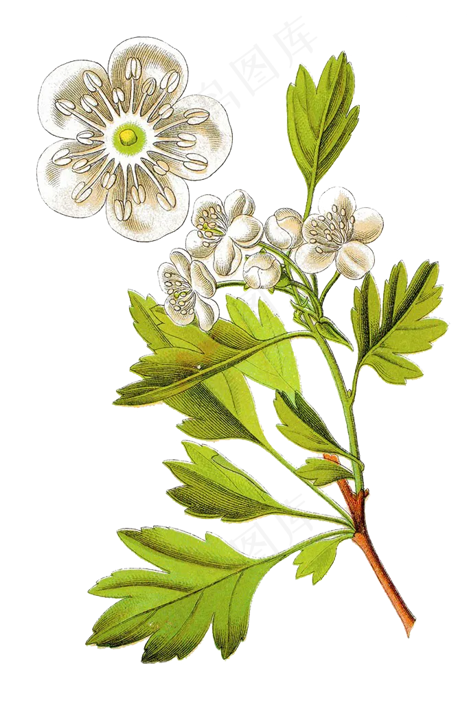 手绘草本中药药材