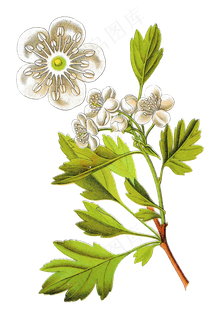 手绘草本中药药材