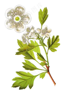 手绘草本中药药材