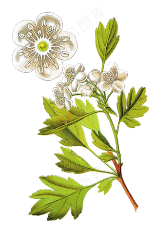 手绘草本中药药材