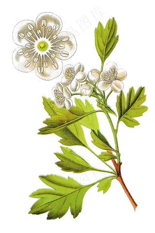 手绘草本中药药材