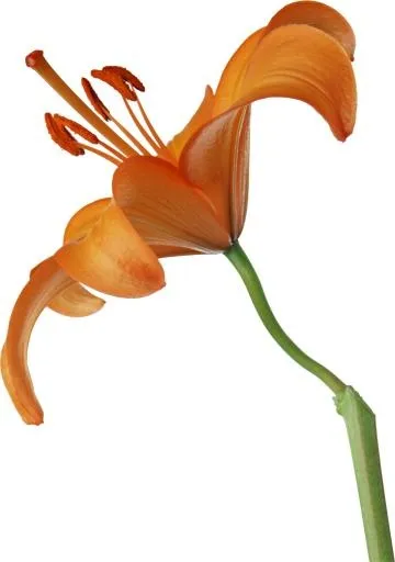 百合花免抠(1913x2715)