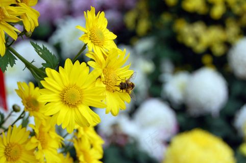黄色菊花唯美图片