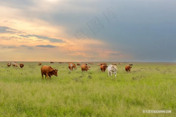 草原上的牛群图片