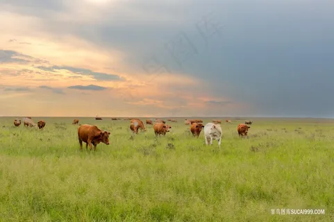 草原上的牛群图片