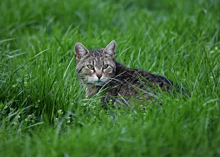 绿草地小猫图片 绿草地小猫图片