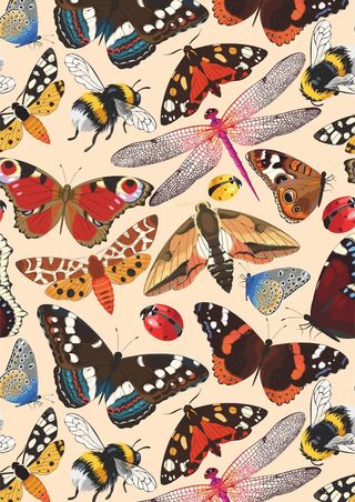 昆虫系 蜻蜓 飞蛾 蝴蝶 七星瓢虫 蜜蜂