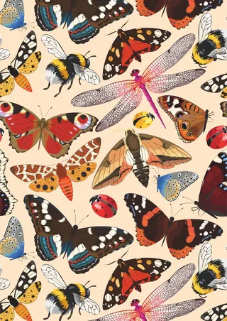 昆虫系 蜻蜓 飞蛾 蝴蝶 七星瓢虫 蜜蜂