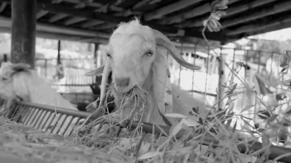 山羊, 家畜, 食物, 吃, 农场, 哺乳动物, 动物