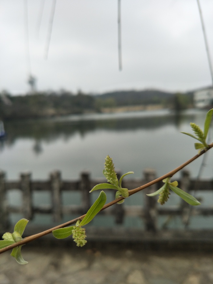 柳树发芽了