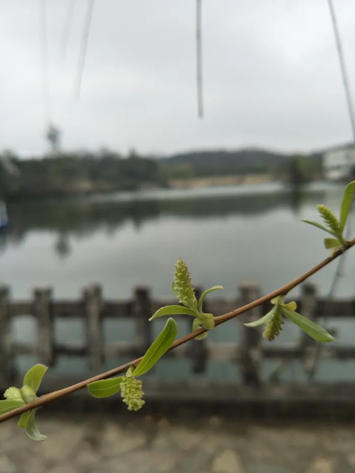 柳树发芽了
