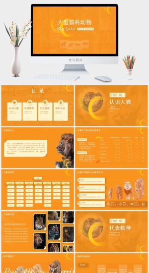 橙色学术风大型猫科动物知识课件ppt模板