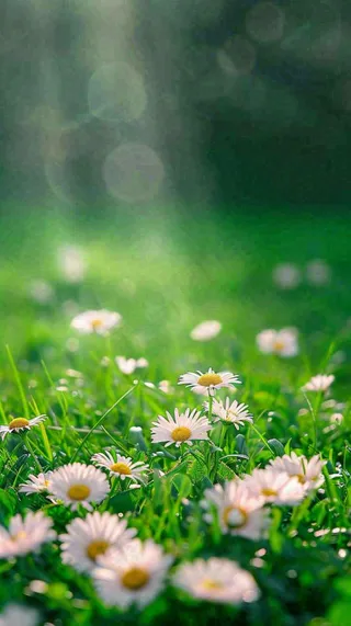 春天夏天草地绿叶小花阳光温馨，春分惊蛰谷雨摄影图