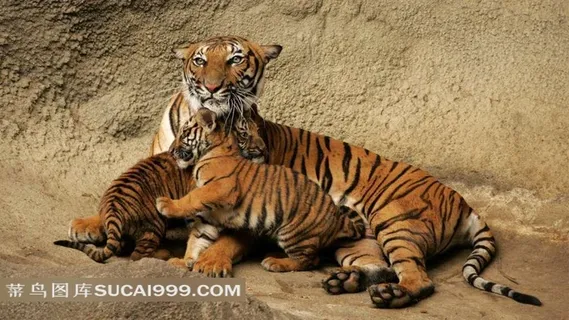 嬉戏下的小老虎