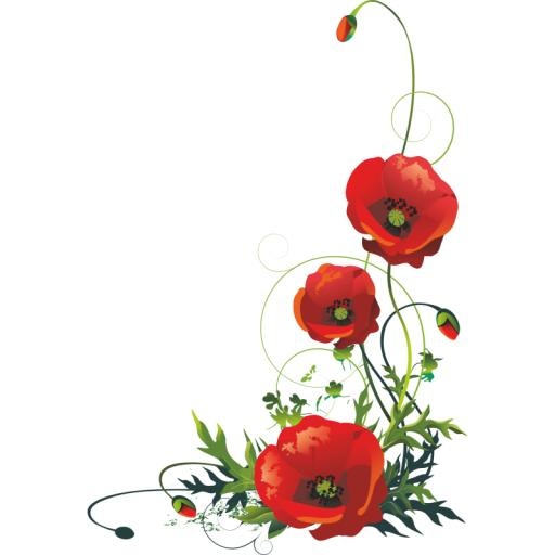 罂粟 PNG 花免抠(800x800)
