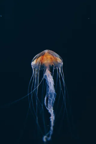 海洋水母摄影图片