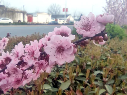 梅花 桃花 樱花