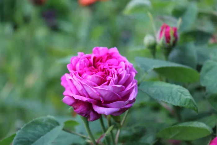 粉色鲜艳玫瑰花图片