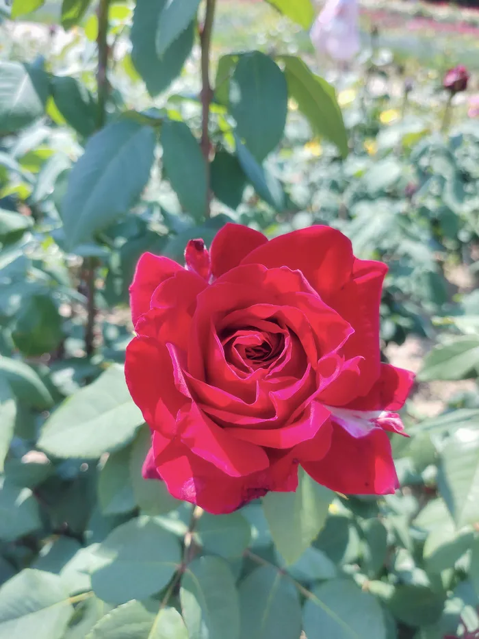 红色玫瑰花