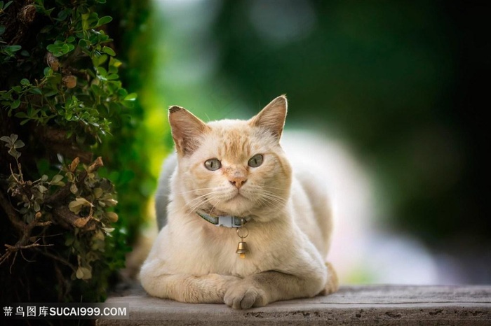 高清趴着的带铃铛可爱猫咪图片