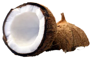 叶子白瓤硬壳子