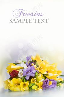 鲜花花束卡片高清图片