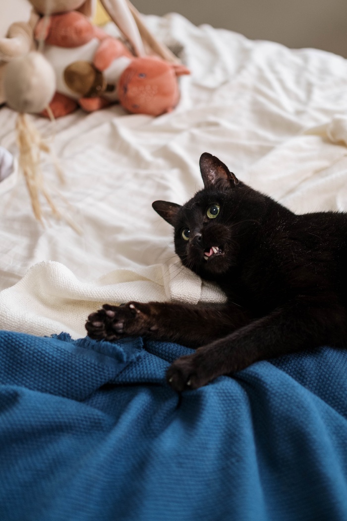 可爱猫咪猫猫摄影素材