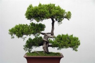 松树观赏盆景