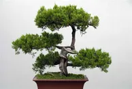 松树观赏盆景