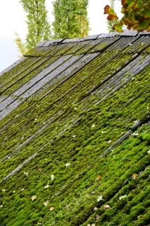 屋顶的青苔