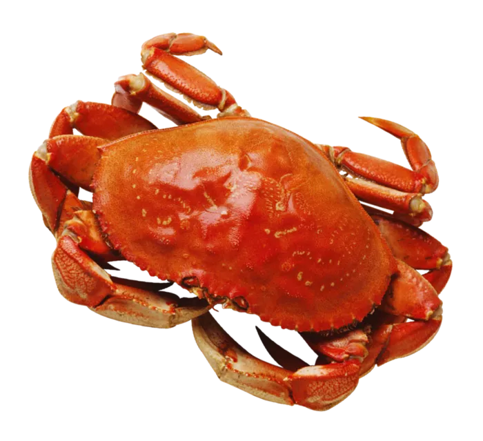 免抠螃蟹，海鲜，海产，海产品，煮熟的螃蟹，橙色，橙色食物