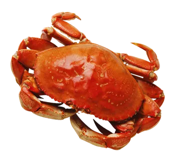 免抠螃蟹,海鲜,海产,海产品,煮熟的螃蟹,橙色,橙色食物 免抠螃蟹,海鲜,海产,海产品,煮熟的螃蟹,橙色,橙色食物
