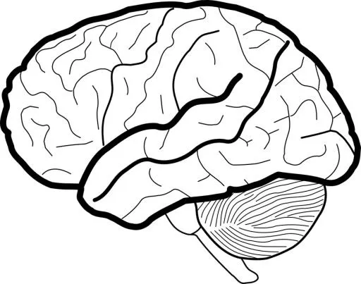 大脑 PNG免抠(913x720)