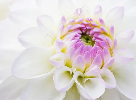 白色唯美鲜花图片下载 白色唯美鲜花图片下载
