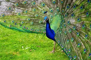 孔雀开屏特写图片