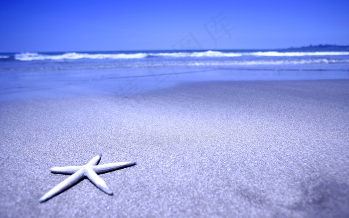 海星星在海边