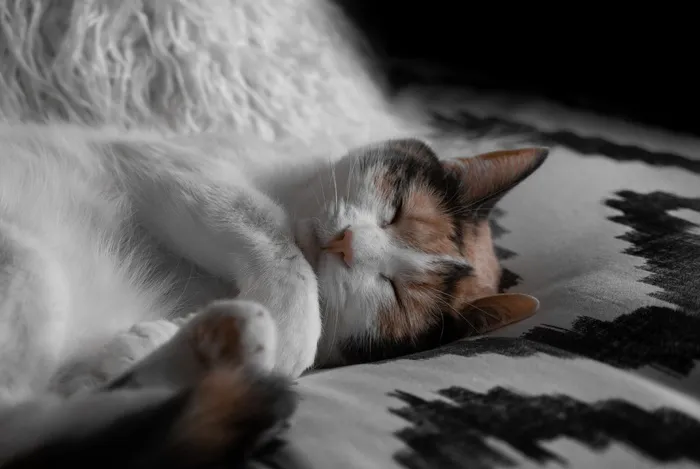 可爱猫咪猫猫摄影素材