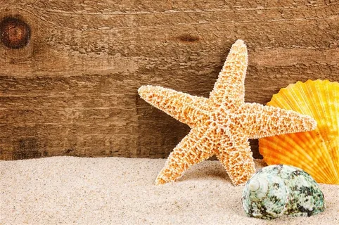 美丽的沙滩海星景色图片 美丽的沙滩海星景色图片