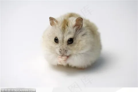 可爱老鼠-吃食的老鼠