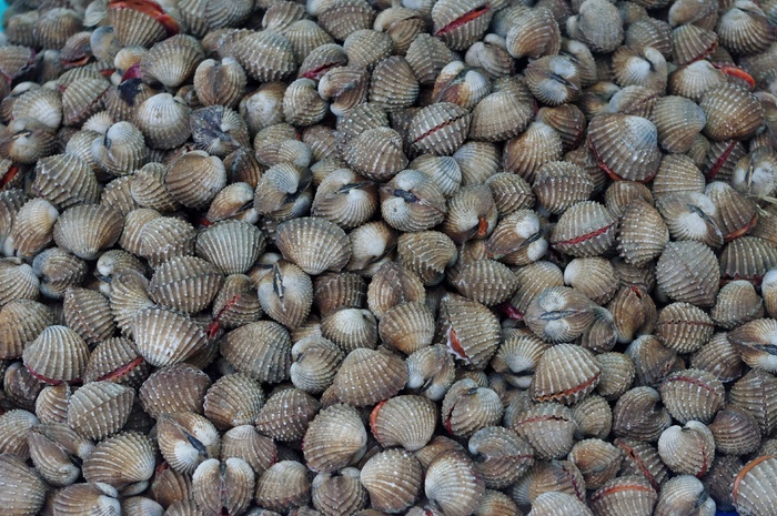 海鲜贻贝背景图片