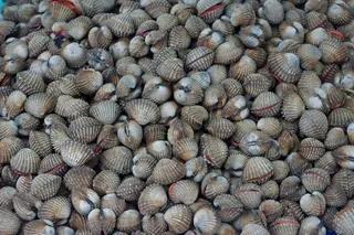 海鲜贻贝背景图片