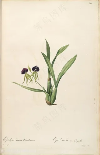 雷杜德原版高清唯美花卉花草图谱