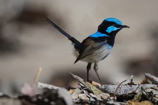 翘着小尾巴的麻雀特写鸟元素