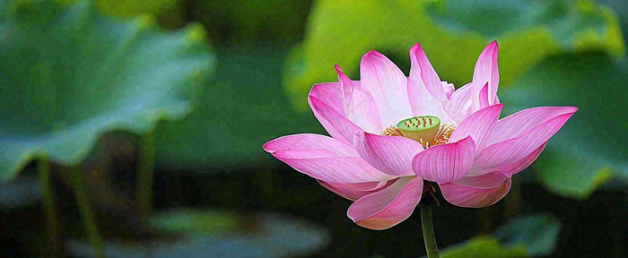 夏天荷花荷花池荷叶，处暑小暑大暑夏至立夏摄影图(1712x704)
