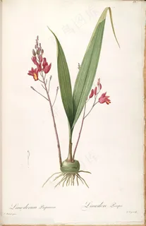 雷杜德原版高清花草唯美花枝插画 雷杜德原版高清花草唯美花枝插画