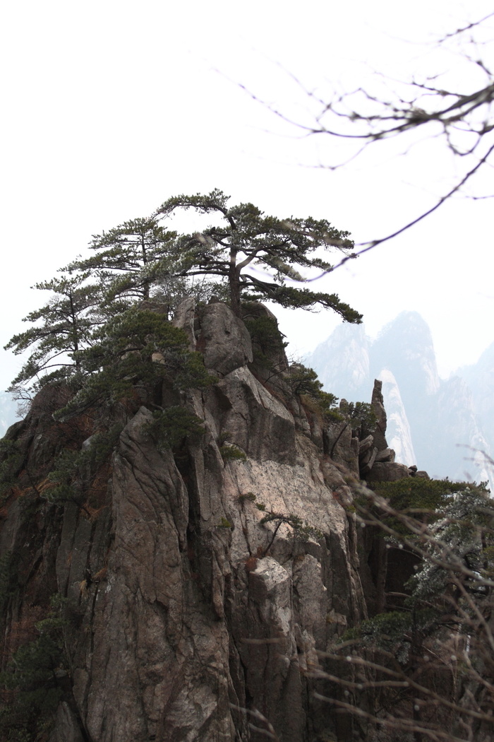 安徽黄山奇松风景图片-第2张
