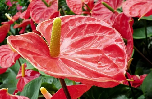 红掌植物花朵图片 红掌植物花朵图片