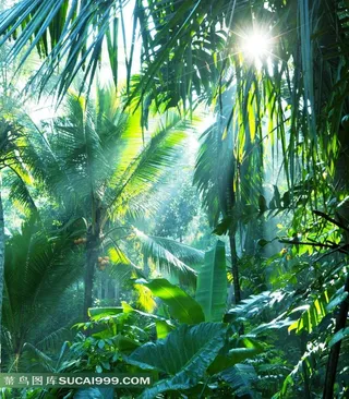 丛林系列 - 美丽安静的阳光丛林