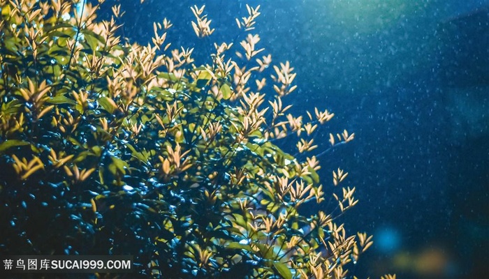蒙蒙细雨自然风景
